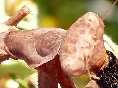 Insetti dalla Croazia : 19. Ameles spallanzania (Mantodea)